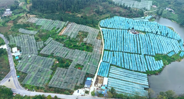 贵州长顺：预计产值约9亿元 3万余亩长顺高钙苹果热销_fororder_4