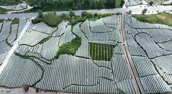 贵州惠水500亩葡萄硕果盈枝_fororder_1