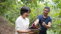 六盘水市六枝特区：从枝头到舌尖 岱瓮杨梅带着“体检报告”出村
