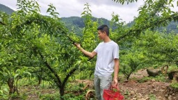 贵州仁怀：蜂糖李托起乡村振兴“甜蜜”生活