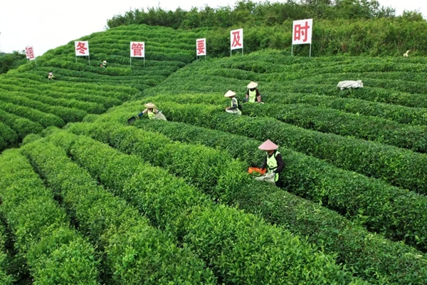 从一季旺到四季稳 贵州都匀毛尖镇夏秋茶焕发新生机_fororder_22