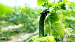 粤贵花开在黔南 | 广黔协作赋能龙里农业产业升级