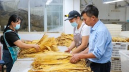 贵州兴仁：3.78万亩烤烟全面开秤收购 “金叶子”铺就增收致富路