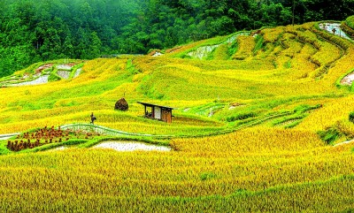 貴州從江: 稻香織夢 魚鴨共歌