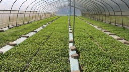 贵州镇远：“红辣椒”串起致富链“三联动”激活新引擎