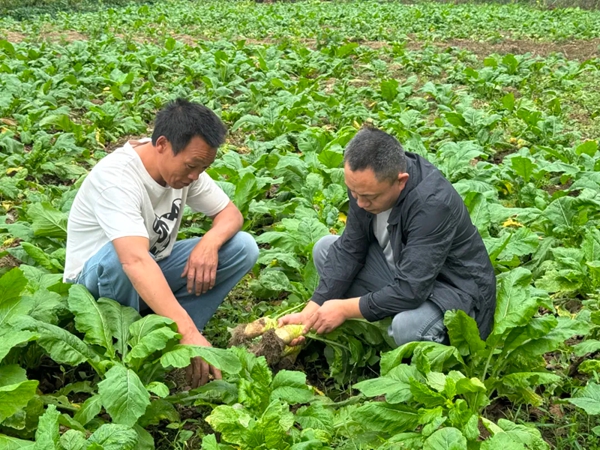 贵州正安：28.3万亩特色蔬菜&ldquo;种&rdquo;出乡村新希望_fororder_2