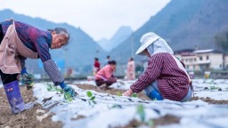 新春新气象 | 贵州罗甸：春节临近 群众冬春蔬菜种植忙
