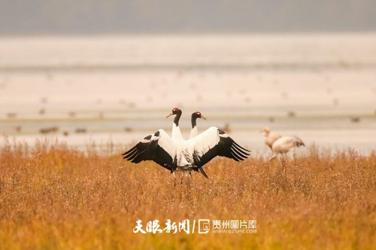 贵州的生态密码，藏在一张张照片背后｜濒危物种的回归