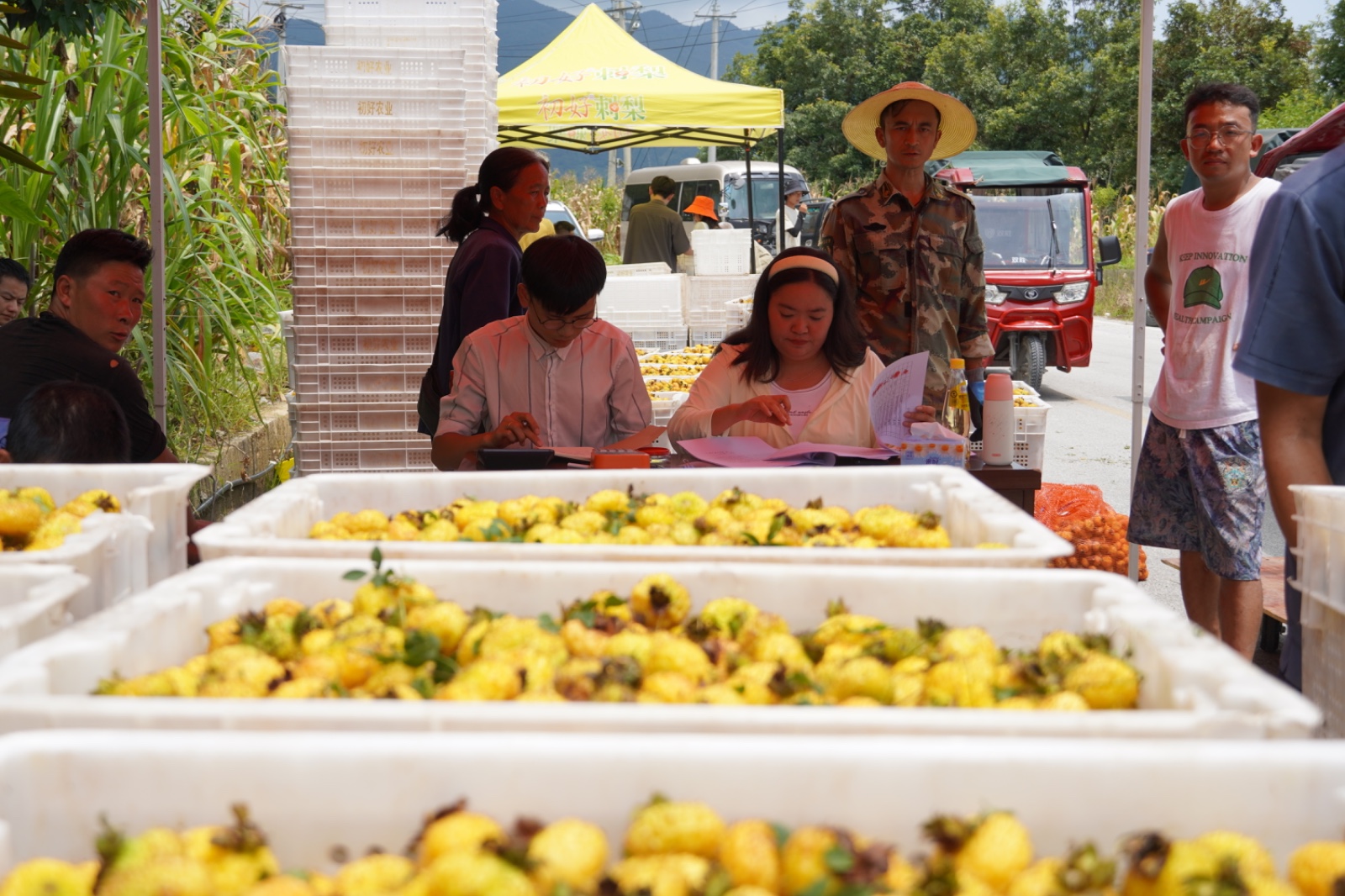 刺梨归仓 又见初好 | 水城区2025刺梨鲜果收购工作正式启动