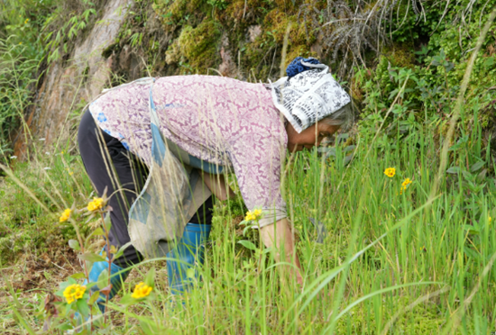贵州六枝特区：撂荒地变“聚宝盆” 水苔种植铺就生态致富路_fororder_640 (1)