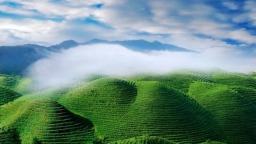 朝着千亿级综合产值推进 贵州茶产业站稳全国第一方阵