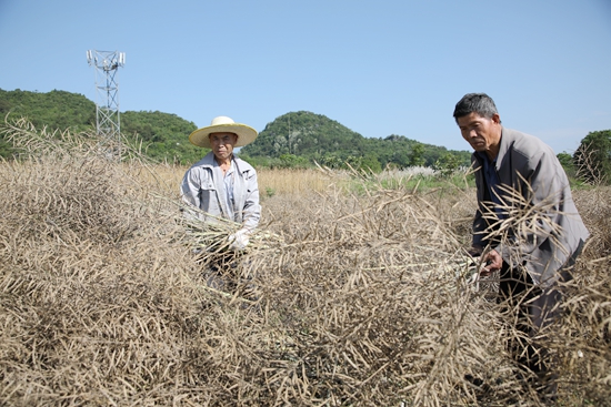贵州长顺：“稻油轮作”解码“一地双收”_fororder_整理油菜割好的油菜 (2).JPG