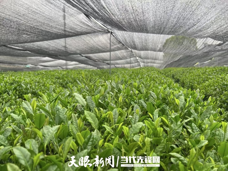 铜仁市被授予“一带一路”抹茶高质量出口地区