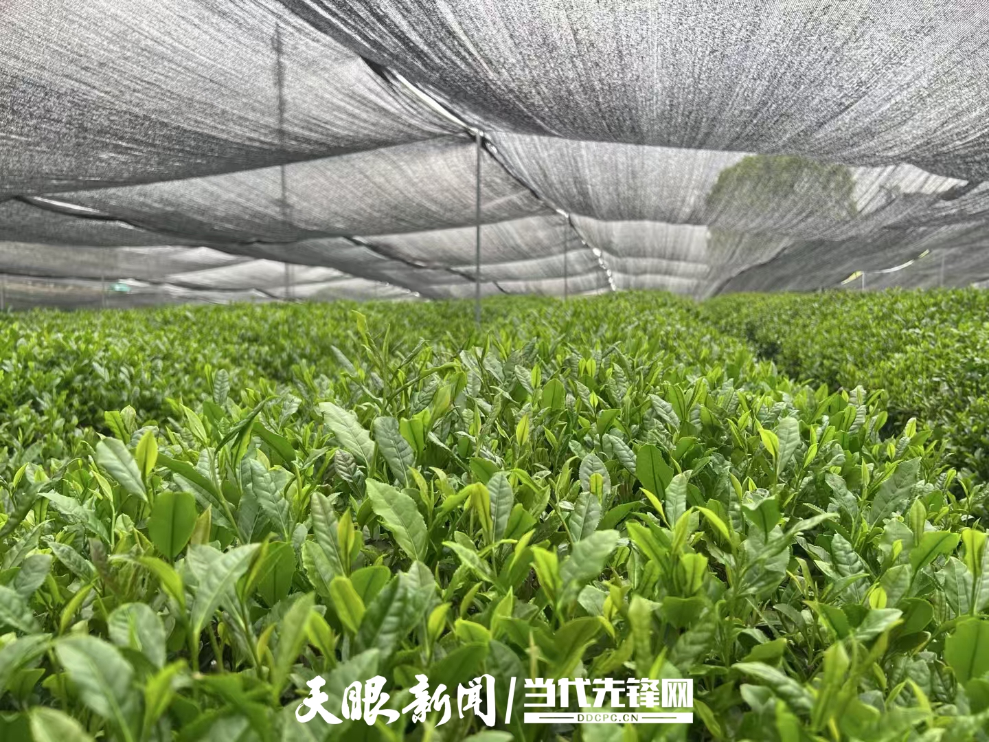 铜仁市被授予“一带一路”抹茶高质量出口地区
