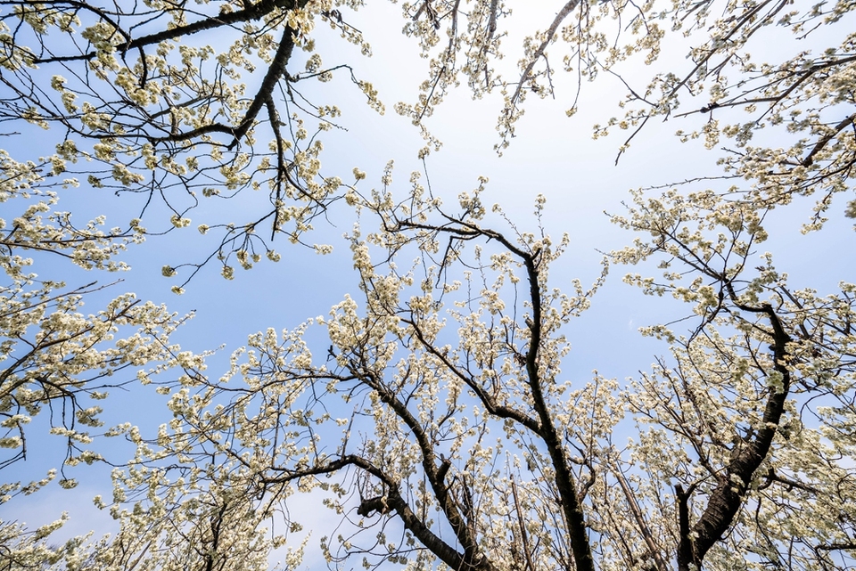 贵州毕节：踏春赏花正当时_fororder_2025年3月2日，在贵州省毕节市纳雍县厍东关乡陶营村拍摄盛开的樱桃花。 (5)