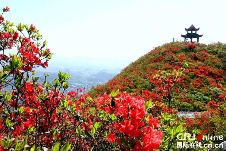 贵州丹寨：万亩杜鹃花海引客来_fororder_图片3