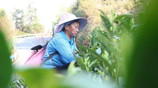 贵州独山：茶产业助力乡村振兴_fororder_图片9