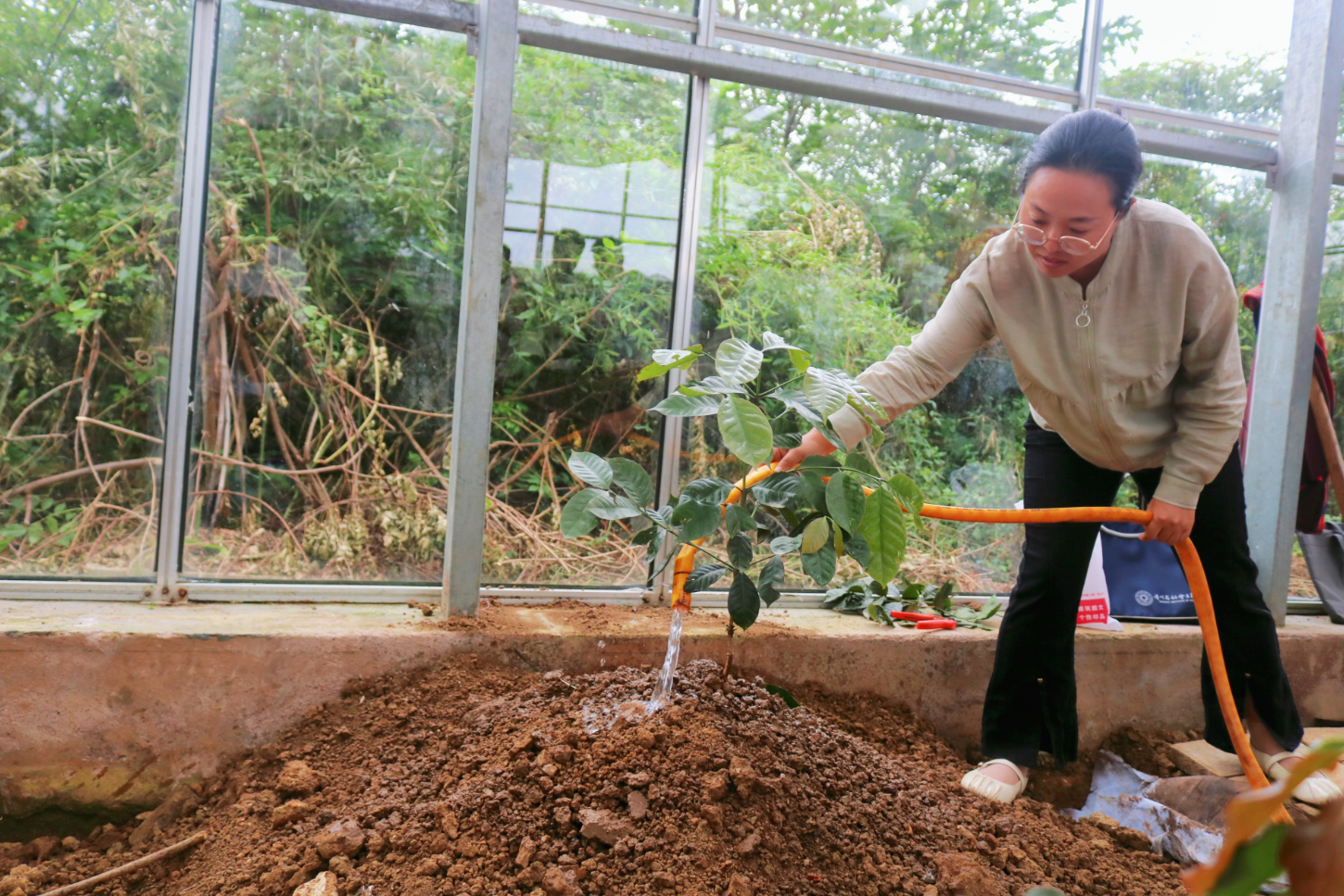 贵阳种下2025年贵州省第一棵咖啡树 弥补咖啡产业种植端空白