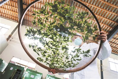 贵州毕节七星关太极村：“种业芯片”唤醒千年茶韵_fororder_22