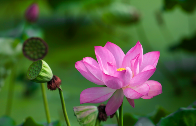 现在出发！避暑就来贵阳：一村一景：灯相约 花为媒 去蓬莱搭乘“四季列车”