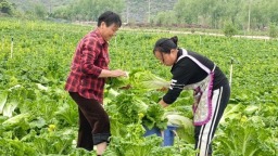 六盘水市六枝特区凉水井村：“订单蔬菜”助民增收