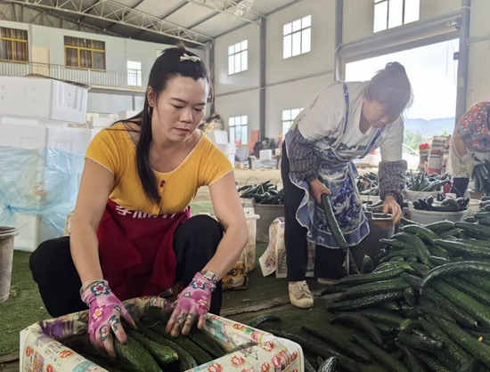 贵州六盘水市六枝特区郎岱蔬菜抢“鲜”上市_fororder_微信图片_20250708153541