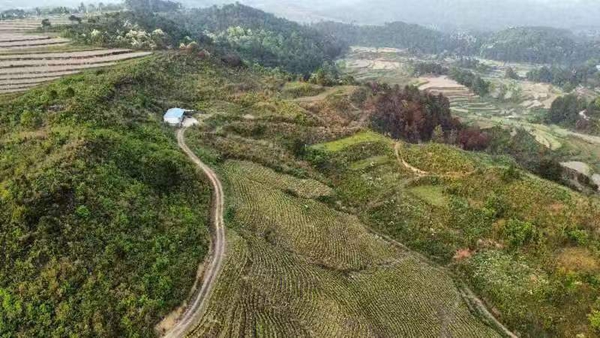 广东省荔湾区1049万元赋能贵州省惠水县雅水镇乡村振兴_fororder_雅水镇生态白茶产业园