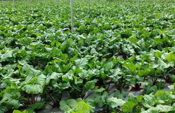 六盘水市水城区米箩镇：发展特色产业经济 激发乡村振兴活力_fororder_3333_副本