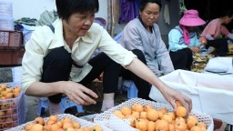 贵州荔波：山间枇杷满树金