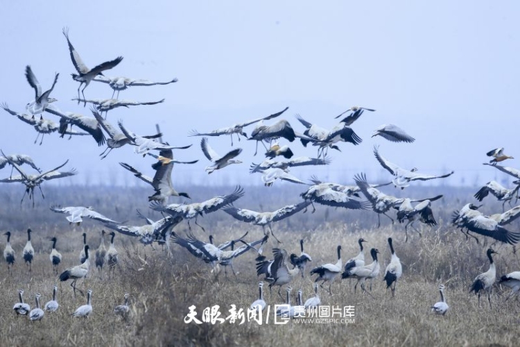贵州的生态密码，藏在一张张照片背后｜濒危物种的回归