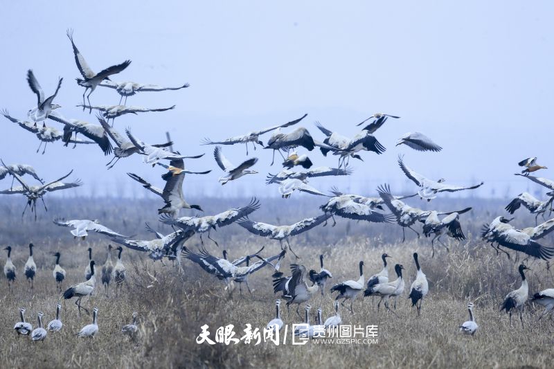 贵州的生态密码，藏在一张张照片背后｜濒危物种的回归