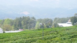 从茶园到茶杯！“数聚黔茶”赋能茶产业全环节
