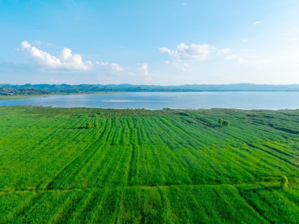 贵州威宁草海17℃“凉”方 生态活力引游客打卡_fororder_7月30日，草海岸边的芦苇一望无际+管庆巍  摄+18908571373 +2025年7月30日拍摄于威宁草海