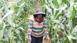 贵州施秉：鲜食玉米喜丰收 订单农业稳增收