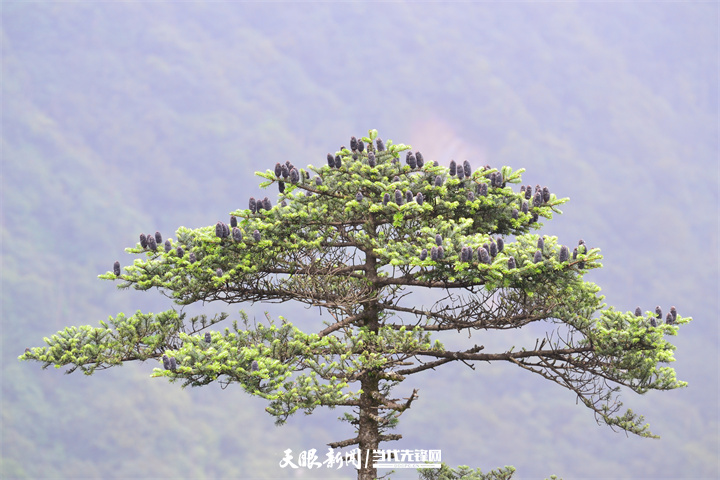 125万座青山藏不住！贵州，处处可见山地生物多样性之美｜2025年生态文明贵阳国际论坛