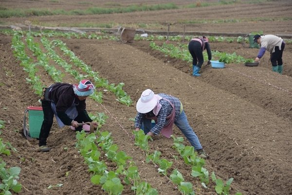 贵州施秉:油菜移栽忙 解锁千亩农田“增收致富路” 贵州施秉:油菜移栽忙 解锁千亩农田“增收致富路”_fororder_农户们在进行油菜移栽工作.JPG