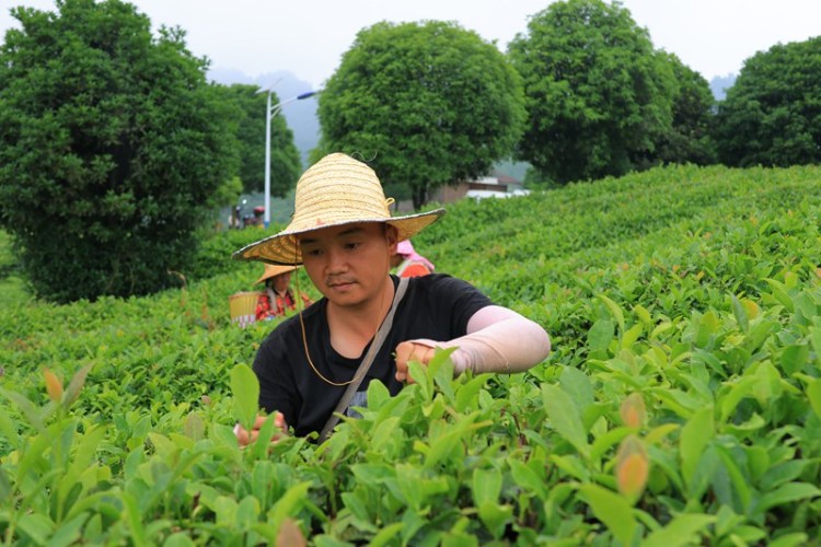 仁怀九仓镇：“334”机制绘就茶园共富新图景_fororder_1.JPG