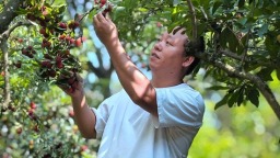 贵阳市乌当区第30届阿栗杨梅采摘活动启动 邀市民游客共品“情韵山水”