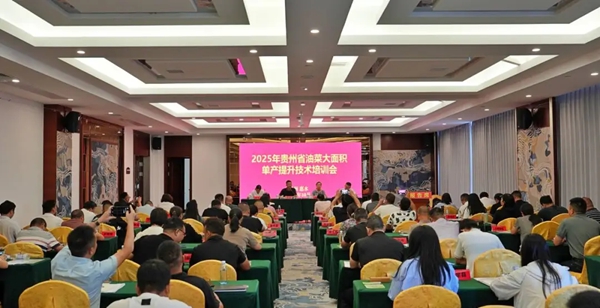 科技赋能“油瓶子” 贵州聚力油菜大面积单产提升_fororder_2