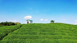 贵州新“枫”景 茶香里的和谐密码——都匀巧用制茶智慧创新基层调解