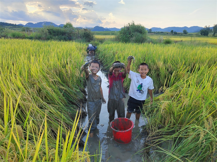 9月13&mdash;14日，黔南州龙里县湾滩河镇将举办稻田美食音乐节！