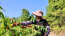 三万斤珍珠枣油桃首发进京 贵州施秉高山好果闯出大山拓市场