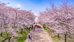 贵安樱花“王牌”领衔 贵阳春日赏花经济百花齐放