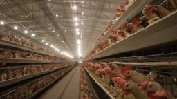 贵州镇远报京乡：蛋鸡养殖奏响富民强村“协奏曲”