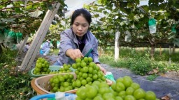 贵州天柱：助农销售农产品成暖心“尊师礼”