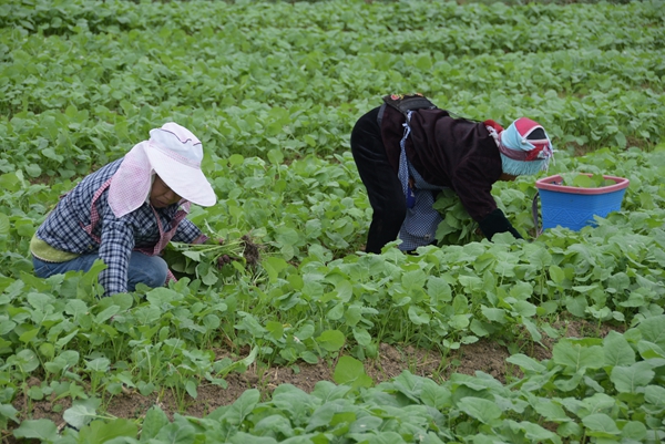 贵州施秉:油菜移栽忙 解锁千亩农田“增收致富路” 贵州施秉:油菜移栽忙 解锁千亩农田“增收致富路”_fororder_农户在上翁哨坝区标准化育苗点挑选油菜苗.JPG