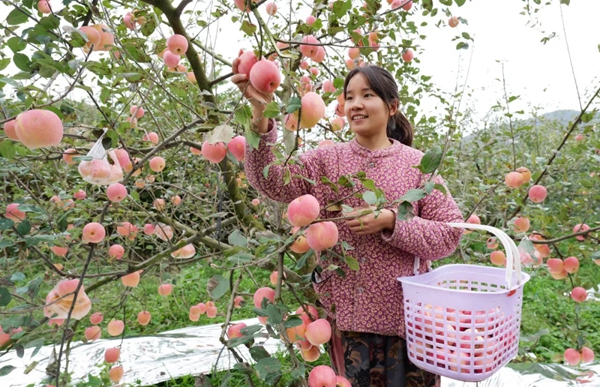 贵州长顺：预计产值约9亿元 3万余亩长顺高钙苹果热销_fororder_3