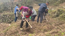 贵州正安：“小魔芋”释放增收“大魔力”