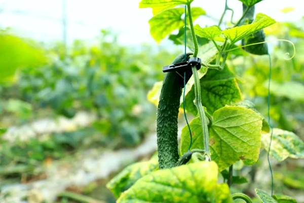 粤贵花开在黔南 | 广黔协作赋能龙里农业产业升级_fororder_1