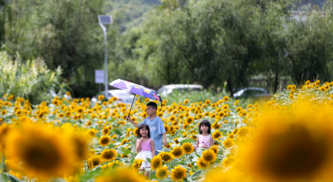 现在出发！避暑就来贵阳：一村一景：灯相约 花为媒 去蓬莱搭乘“四季列车”